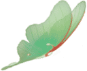 moth.gif